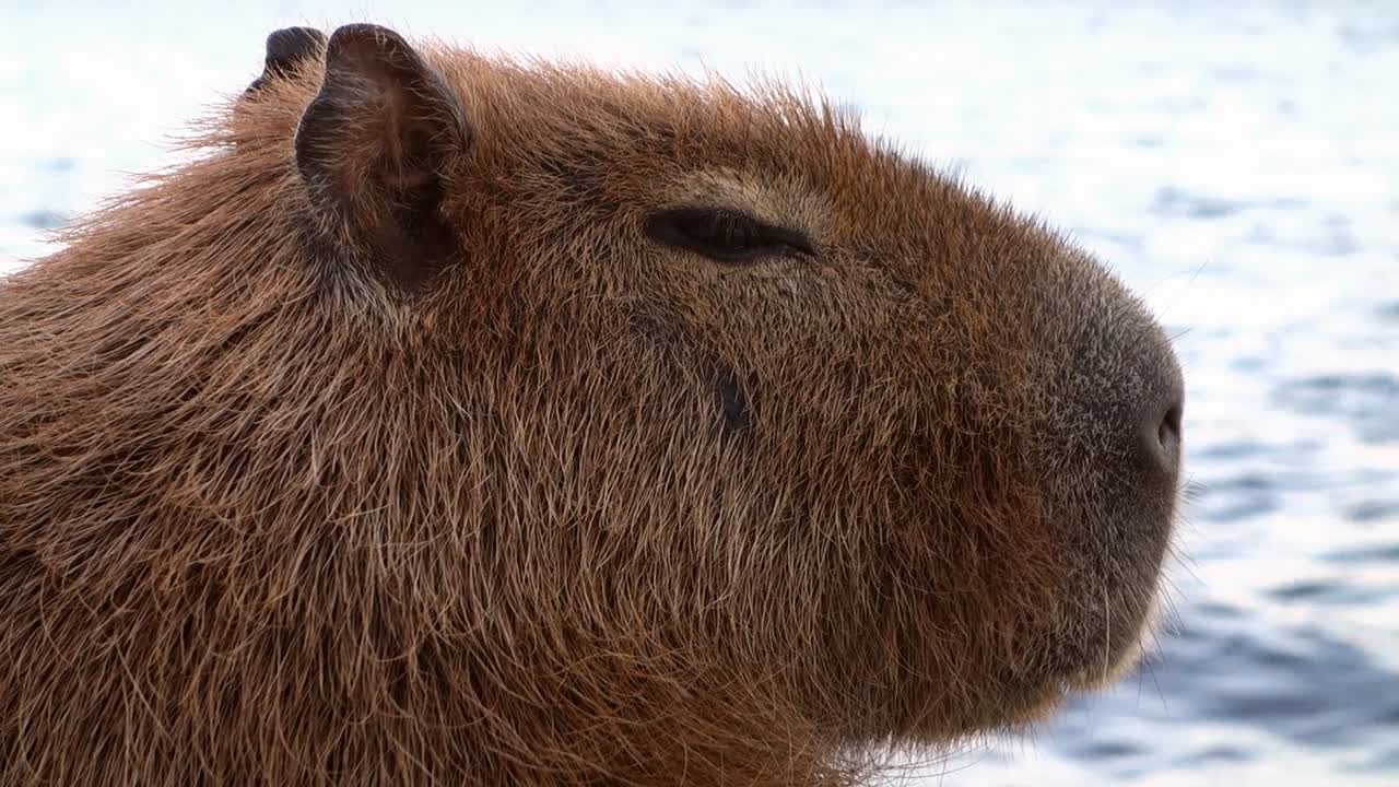 vista de cerca de la cara de un capibara adulto, hydrochoerus hydrochaeris