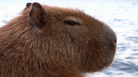 closeup view of adult capybara face, hydrochoerus hydrochaeris