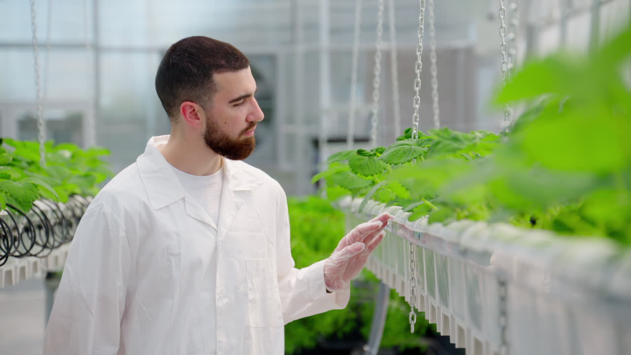 Laboratory technician in white coat analysing wild strawberry grown with the Hydroponic method in a greenhouse
