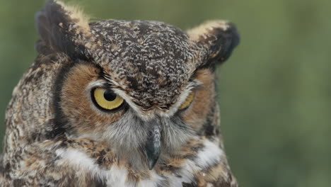 Amazing-bird-of-prey-great-horned-owl-close-up