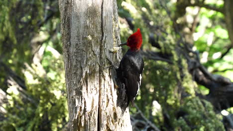 pájaro carpintero de magallanes rojo salvaje trepando y picoteando tronco de árbol, patagonia-1