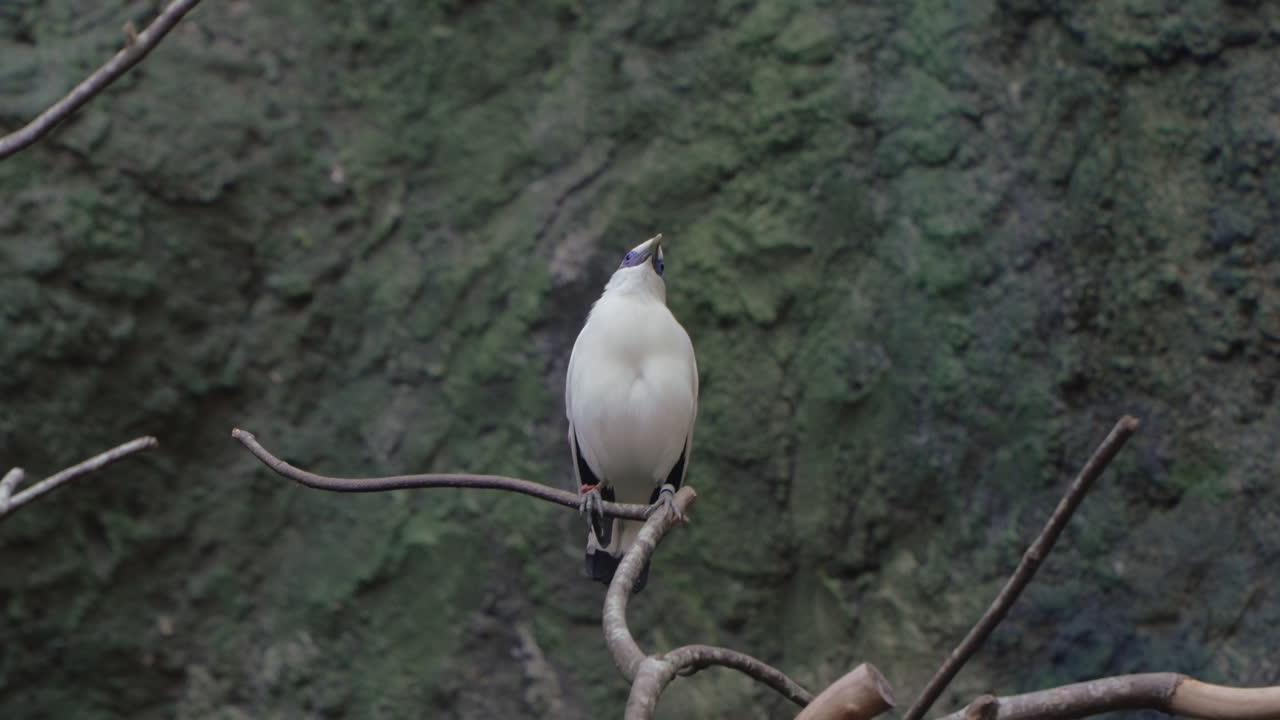 bali myna o mynah de rothschild, el estornino de bali exhibe plumas en una ramita contra una pared rocosa