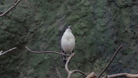 Bali-Myna-or-Rothschild's-Mynah,-Bali-Starling-Preens-Feathers-Perched-on-Twig-Against-Rocky-Wall