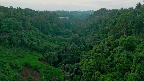 aerial view showcasing a dense tropical forest at dusk