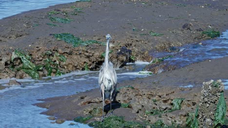 A-Great-Blue-Heron-at-the-Billy-Frank-Jr-4