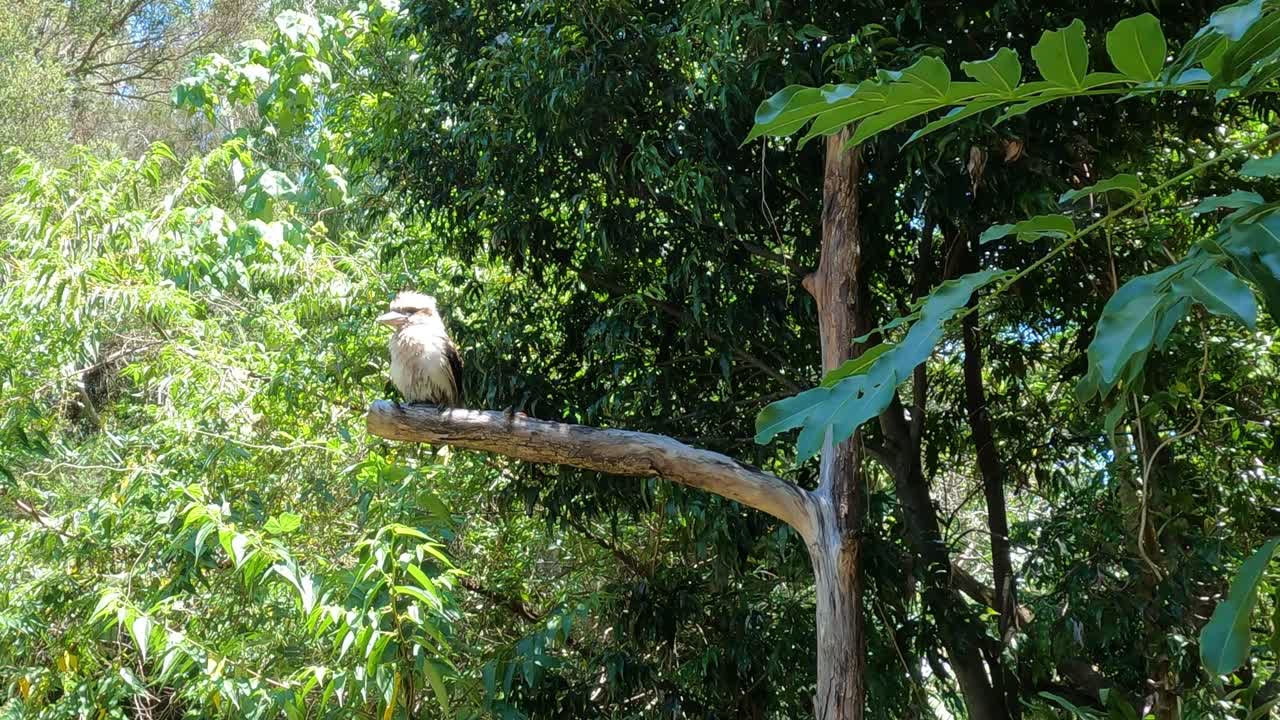 un mono se sienta tranquilamente en una rama en un bosque exuberante