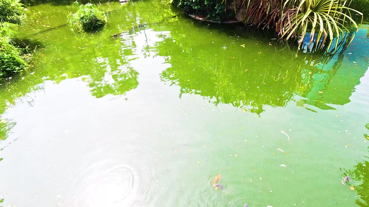 los peces koi nadan en un estanque de jardín exuberante