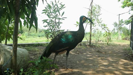 conservación de los pavos reales que vagan sin estar enjaulados