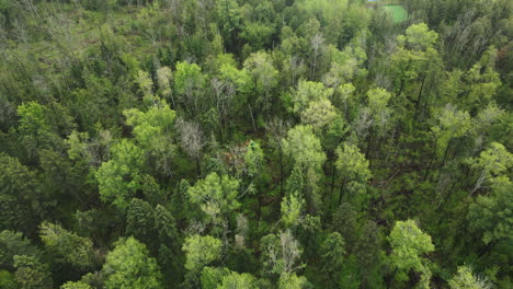 lush coniferous trees view from above near schomberg, ontario, canada. aerial drone shot