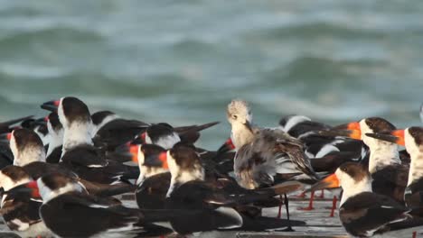 pájaros largosartos 01