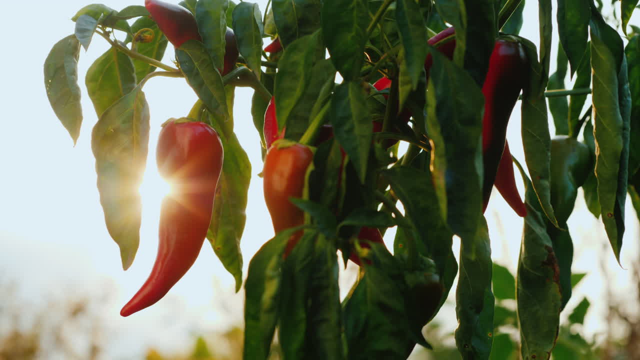 붉은 고추는 정원에서 익는다