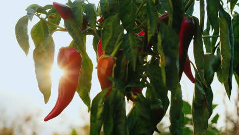 pimiento rojo picante madura en el jardín
