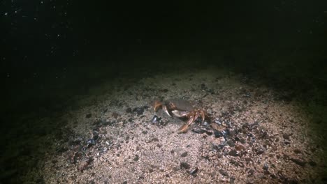 A-School-Of-Fish-Watches-A-Crab-Eat-While-Another-Scuttles-Through-Seaweed