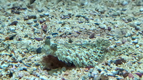 sand-colored flounder fish with perfect camouflage hiding in the sandy sea floor