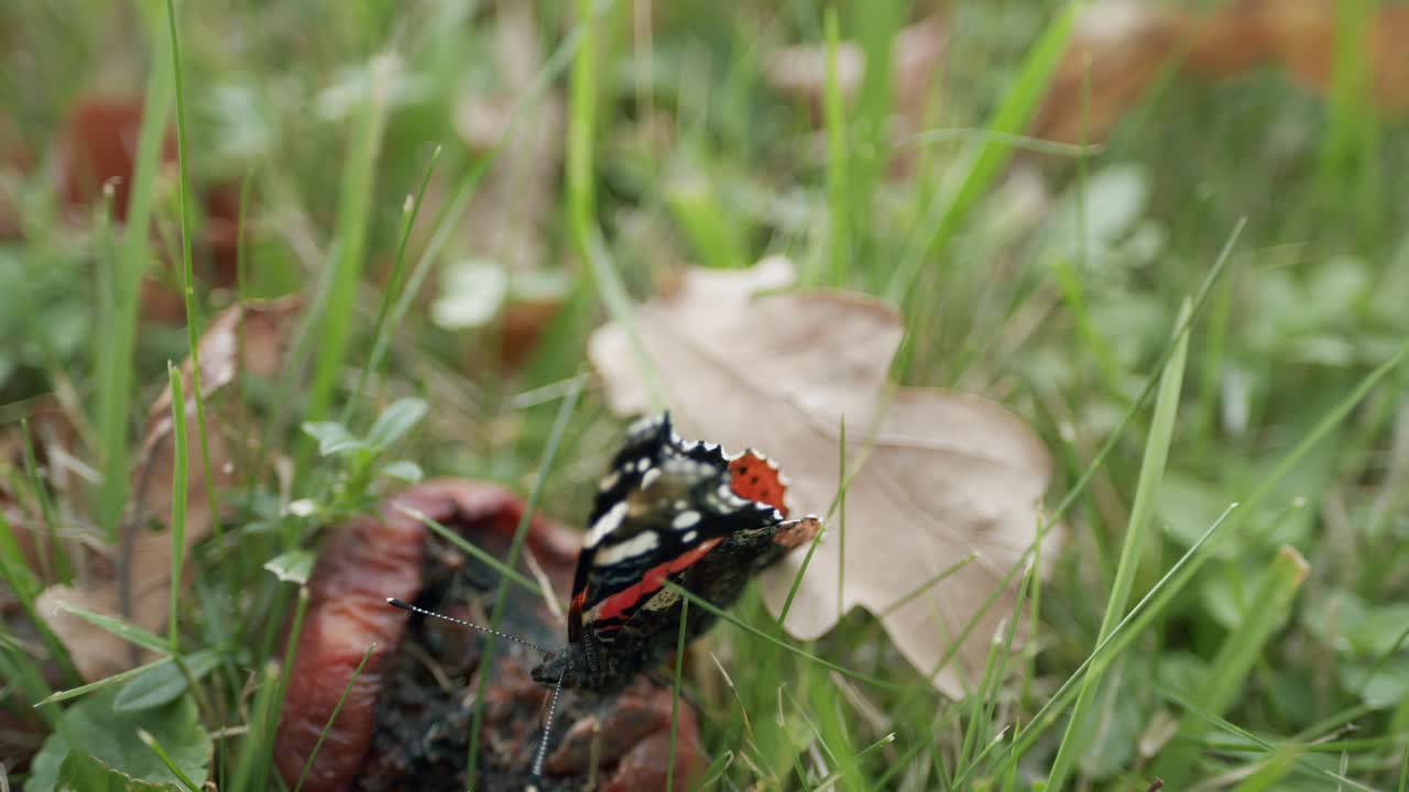 Amiraaliperhonen (Vanessa atalanta) syömässä mätää omenaa myöhäissyksyllä