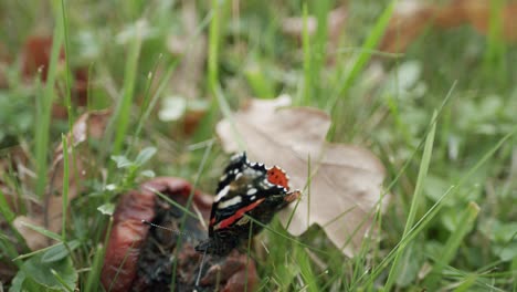 Red-admiral-vanessa-atalanta-butterfly-in-late-autumn-eating-rotten-apple