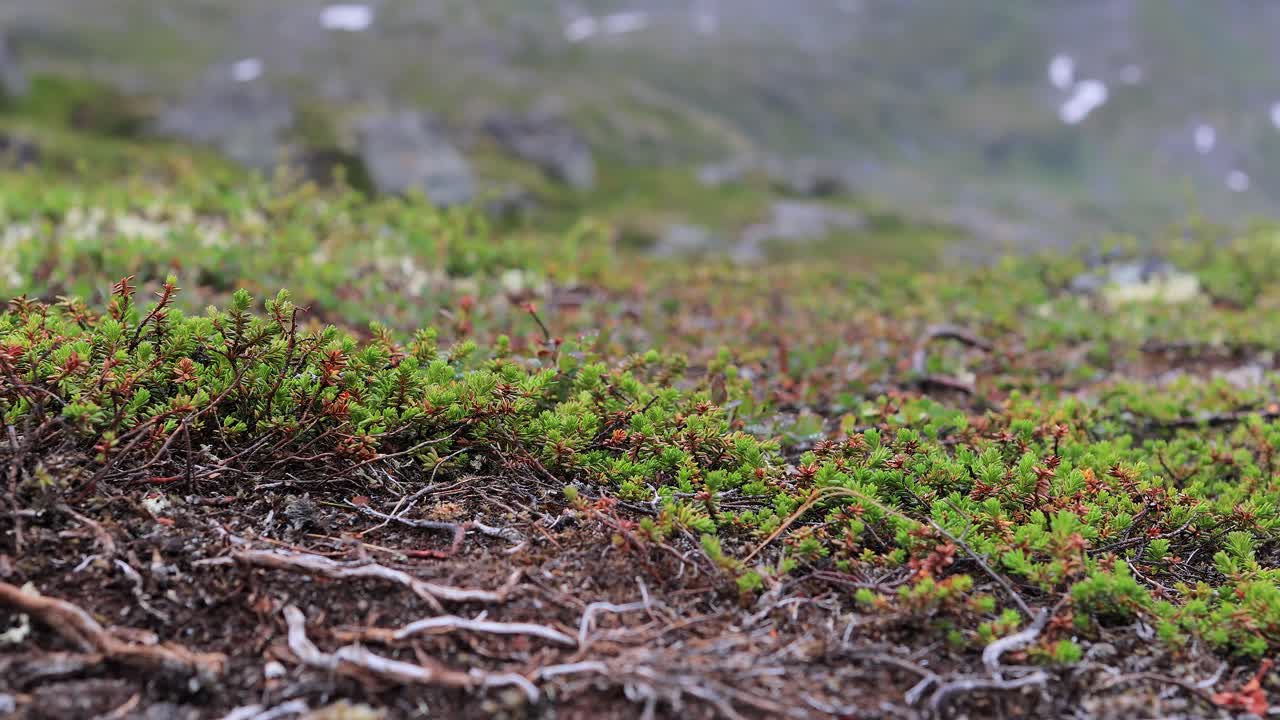Arctic Tundra. Beautiful Nature Norway natural landscape. Tundra vegetation is composed of dwarf shrubs, sedges, grasses, mosses, and lichens.