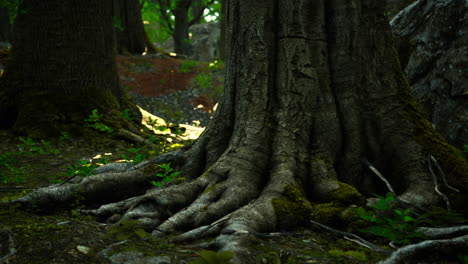 Large-and-long-tree-roots-with-moss