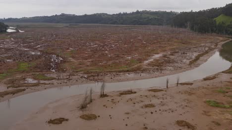 Marshland-with-water-and-foliage