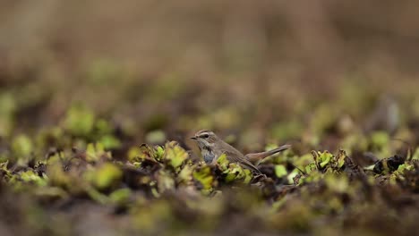 El-Par-De-Insectos-Cazadores-De-Pájaros-De-Garganta-Azul