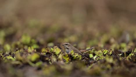 el par de pájaros de garganta azul que cazan insectos