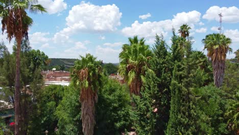 vertical shot of a park, discovering the city