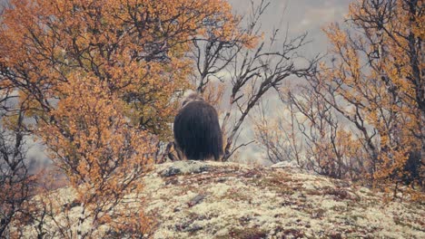 group of musk ox bull roaming around autumn tundra in dovrefjell, norway - wide