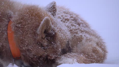 slow motion sleeping sled dog huddled up against a snowstorm with an orange collar on the outskirts of ilulissat, greenland