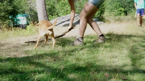 dog playing with its owner