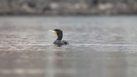 Un-Cormorán-Nadando-En-Un-Lago-Bajo-El-Sol.