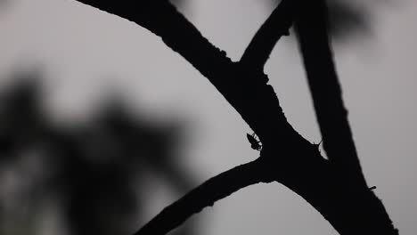 garden spider cleaning itself on a tree log, silhouettes in black and white