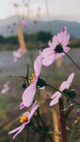 purple cosmos flowers in a field