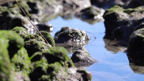 Primer-Plano-De-Agua-Resplandeciente-Sobre-Algas-Y-Rocas-Junto-A-Las-Pozas-De-Marea