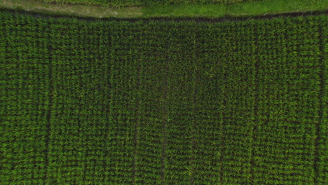 vista superior de las granjas de arroz drone volando sobre los campos de arroz en las tierras de cultivo agrícola vista aérea de las granjas de cultivos rurales 4k