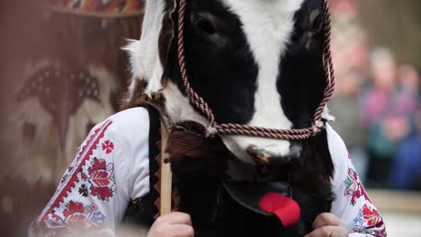 masked dancer with the head of a cow dressed in bulgarian folklore clothes with elements called sheitza