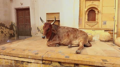 una vaca en la calle en la india la constitución de la india ordena la protección de las vacas en rajasthan, india.