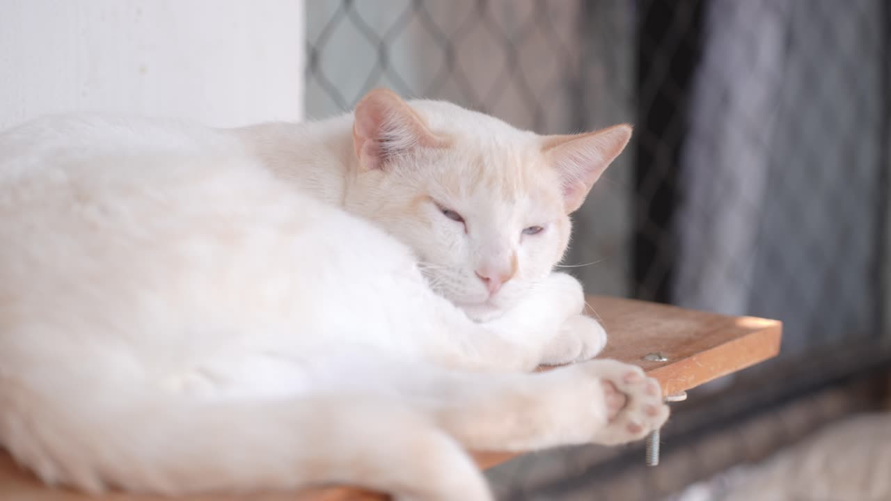 A white cat resting in home