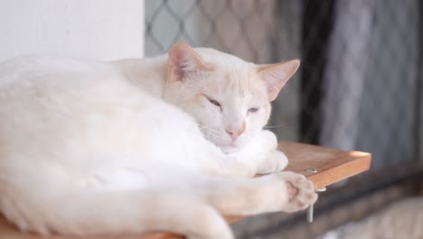 a white cat resting in home