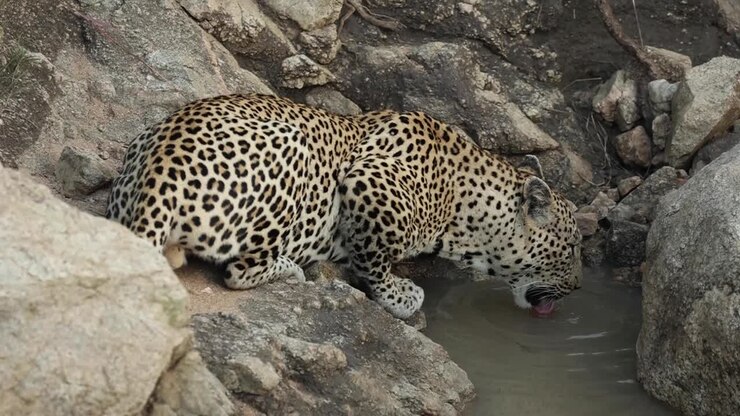 Laajakuva leopardista juomassa lätäköstä kivien välissä, Suur-Kruger