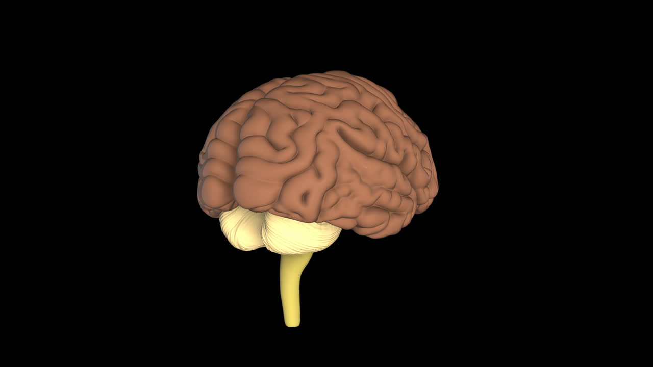Human Brain Anatomical With Alpha Channel