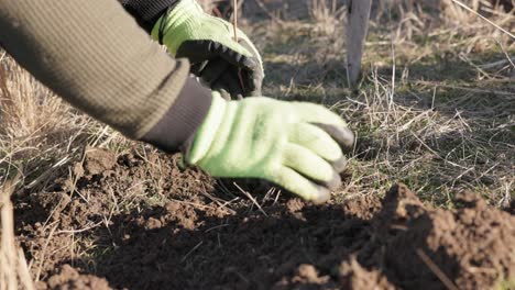 Tree Planting - Person&#039;s Hand In Gloves Covering Tree Sapling With Soil