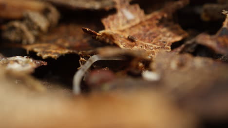 gusano de la olla cavando en la tierra. pequeña criatura macro primer plano