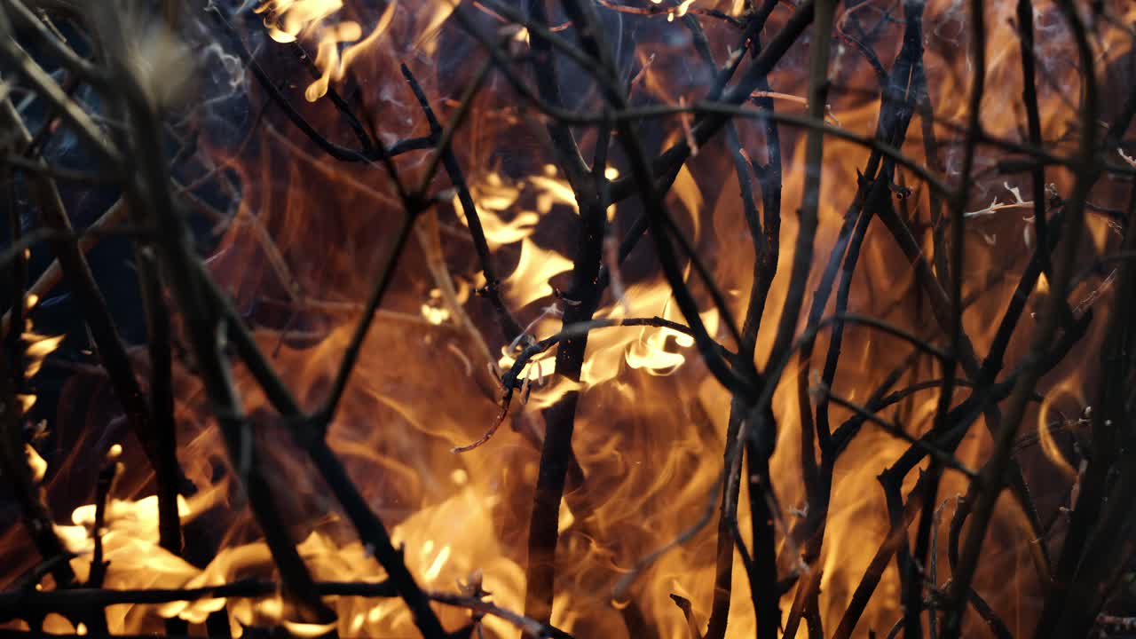 Burning Branches