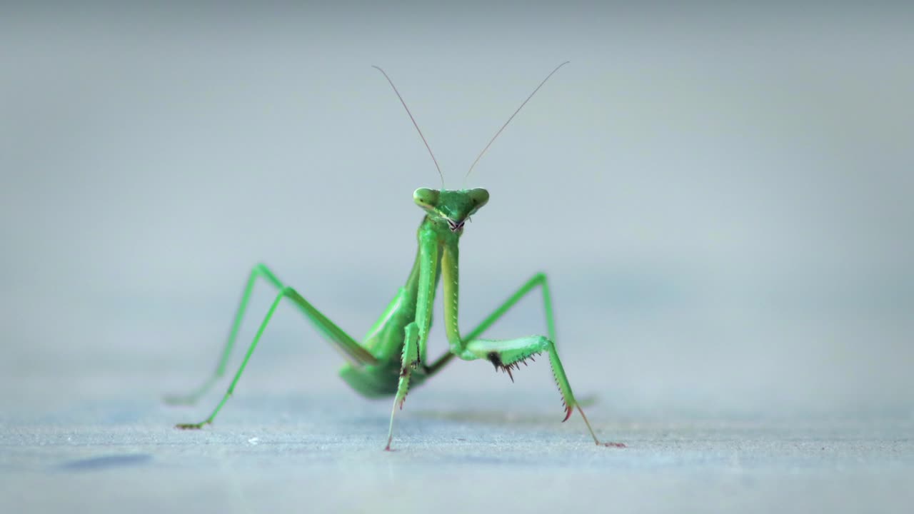 Praying Mantis Close Up Swaying Side To Side On Table, Daytime, Maffra, Gippsland, Victoria, Australia