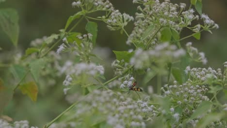 polilla avispa volando alrededor de pequeñas flores blancas a cámara lenta
