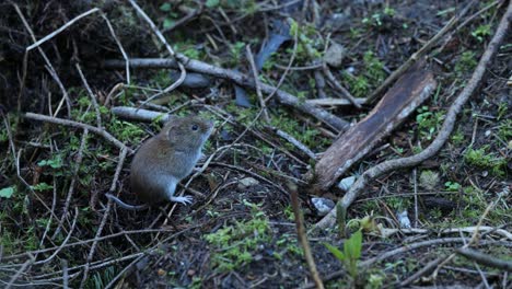 Vole-De-Banco-En-Suelo-Forestal-En-Veluwe,-Países-Bajos