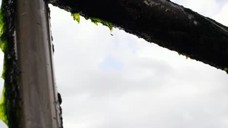 close up of water droplets dripping from a seaweed overgrown railing with the sky in the background