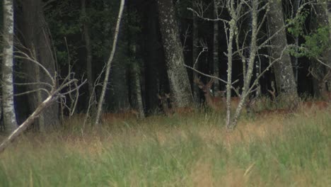 roe deer graze in the meadow