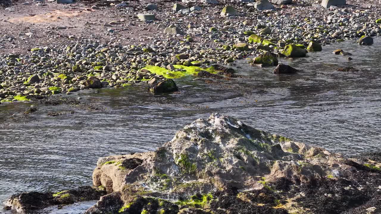 Seagull perched on mossy rock by coastal water, natural daylight, steady camera, tranquil mood