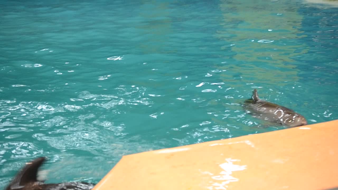 Delfine im Pool. Lebende Delfine